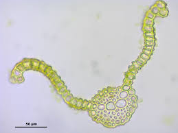 Attēlu rezultāti vaicājumam “Didymodon rigidulus”