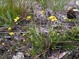 Attēlu rezultāti vaicājumam “Ranunculus flammula leaf”