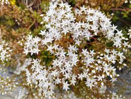 Attēlu rezultāti vaicājumam “Sedum acre flower”