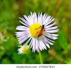 Attēlu rezultāti vaicājumam “Paracorymbia maculicornis imago”