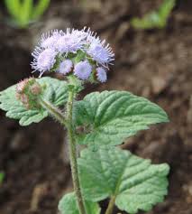 Image result for Ageratum houstonianum
