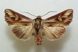 Attēlu rezultāti vaicājumam “Actinotia polyodon”