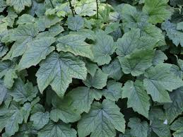 Image result for Silberkerze