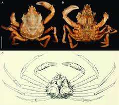 Image result for Hyas coarctatus