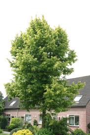 Attēlu rezultāti vaicājumam “Tilia x vulgaris”