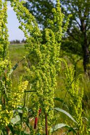 Attēlu rezultāti vaicājumam “Rumex confertus”