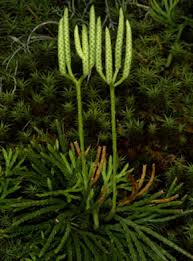 Attēlu rezultāti vaicājumam “Lycopodium dubium”