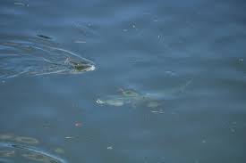 Image result for Mugil curema