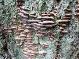 Attēlu rezultāti vaicājumam “Trametes versicolor”