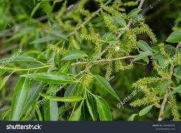 Attēlu rezultāti vaicājumam “Salix triandra leaf”