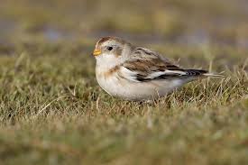 Attēlu rezultāti vaicājumam “Plectrophenax nivalis”