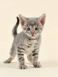 Attēlu rezultāti vaicājumam “Felis silvestris catus juvenile”