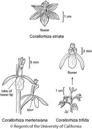 Attēlu rezultāti vaicājumam “Corallorhiza trifida”