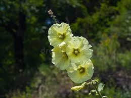 Image result for Alcea rugosa