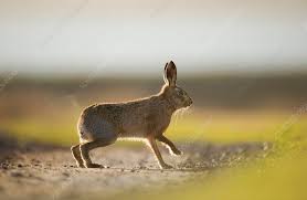 Attēlu rezultāti vaicājumam “Lepus europaeus adult”