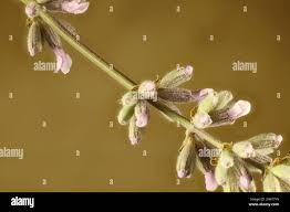 Attēlu rezultāti vaicājumam “Lavandula angustifolia bud”
