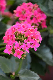 Image result for Kalanchoe blossfeldiana