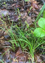 Attēlu rezultāti vaicājumam “Carex disperma”