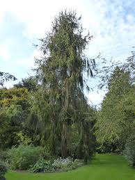 Attēlu rezultāti vaicājumam “Picea abies fo. virgata”