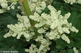 Attēlu rezultāti vaicājumam “Rheum rhabarbarum flower”