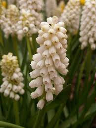 Attēlu rezultāti vaicājumam “Muscari botryoides flower”