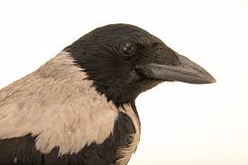 Attēlu rezultāti vaicājumam “Corvus cornix”