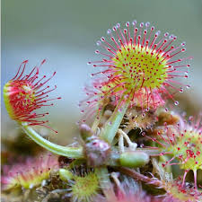 Attēlu rezultāti vaicājumam “Drosera rotundifolia flower”