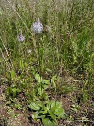 Attēlu rezultāti vaicājumam “Plantago media”