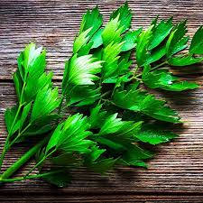 Attēlu rezultāti vaicājumam “Levisticum officinale”