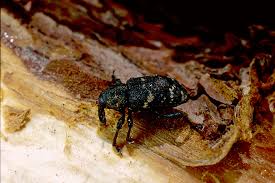 Attēlu rezultāti vaicājumam “Hylobius abietis”