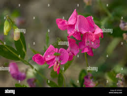 Attēlu rezultāti vaicājumam “Lathyrus tuberosus flower”