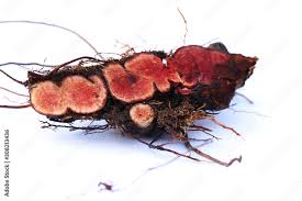 Attēlu rezultāti vaicājumam “Potentilla erecta fruit”