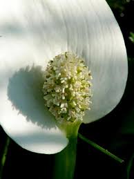 Attēlu rezultāti vaicājumam “Calla palustris flower”