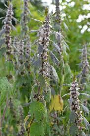 Attēlu rezultāti vaicājumam “Leonurus quinquelobatus”