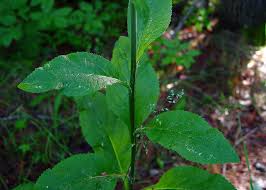 Image result for Digitalis purpurea