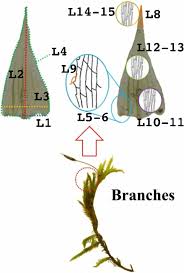 Attēlu rezultāti vaicājumam “Hygroamblystegium varium sporophyte”