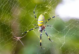 Image result for spider