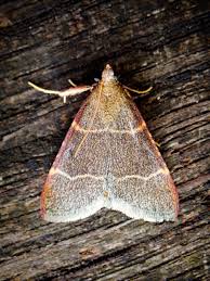 Attēlu rezultāti vaicājumam “Hypsopygia glaucinalis”