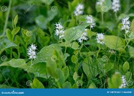 Attēlu rezultāti vaicājumam “Maianthemum bifolium bud”