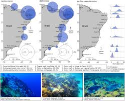 Image result for Scarus trispinosus
