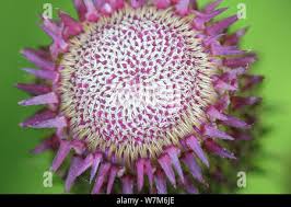 Attēlu rezultāti vaicājumam “Cirsium heterophyllum flower”