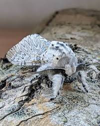 Attēlu rezultāti vaicājumam “Cerura vinula imago”