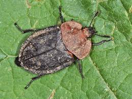 Attēlu rezultāti vaicājumam “Oiceoptoma thoracicum”