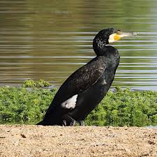 Image result for Phalacrocorax carbo