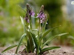 Attēlu rezultāti vaicājumam “Dactylorhiza cruenta leaf”