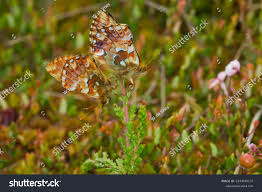 Attēlu rezultāti vaicājumam “Boloria aquilonaris upperside”