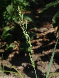 Attēlu rezultāti vaicājumam “Poa compressa”