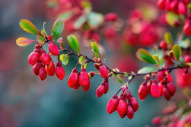 Attēlu rezultāti vaicājumam “Berberidaceae”