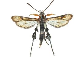 Attēlu rezultāti vaicājumam “Sesiidae”