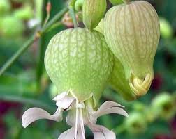 Attēlu rezultāti vaicājumam “Silene vulgaris”